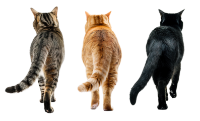 Back view of tabby, orange and black cat over isolated transparent background
