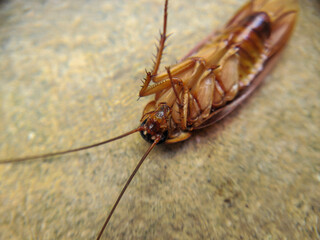Cockroach dead. Cockroach upside down on the floor