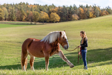 A young adult woman in horsemanship trick training with her chestnut brown noriker coldblood...