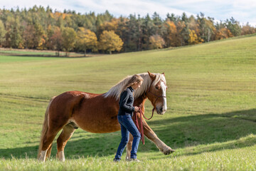 A young adult woman in horsemanship trick training with her chestnut brown noriker coldblood draught horse in autumn outdoors