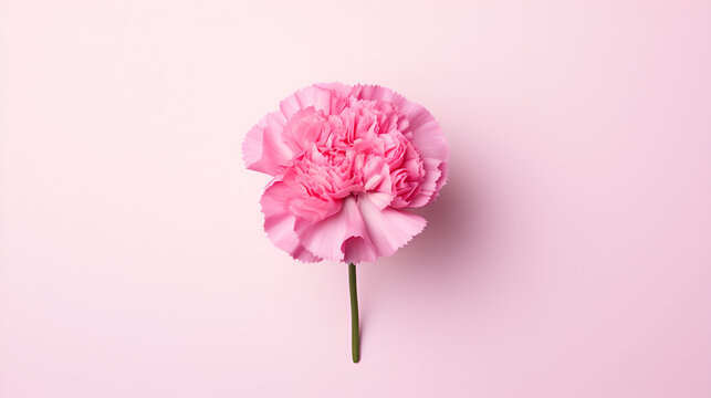 Single blooming pink carnation flower on pink background ai generative