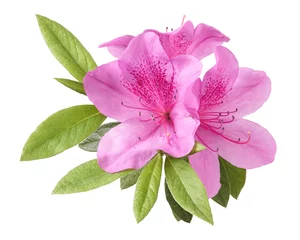Keuken spatwand met foto Azaleas flowers with leaves, Pink flowers isolated on white background with clipping path © Dewins