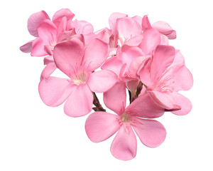 Naklejka na ściany i meble Nerium oleander, Pink oleander flowers isolated on white background with clipping path