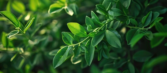 Senna tea's medicinal leaves