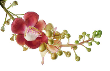 Cannonball tree, Couroupita guianensis flowers, isolated on white background, with clipping path 