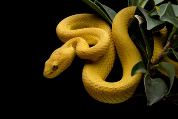 The Yellow White-lipped Pit Viper (Trimeresurus insularis) closeup on branch with black background, Yellow White-lipped Pit Viper closeup