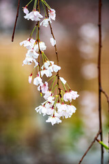 横浜　普門院の枝垂桜１