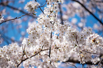 横浜　大岡川の桜1