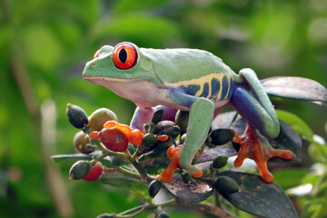 Red-eyed tree frog sitting on green leaves, Red-eyed tree frog closeup on leaves, Red-eyed tree frog (Agalychnis callidryas) looks over leaf edge