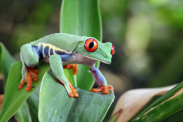Red-eyed tree frog sitting on green leaves, Red-eyed tree frog closeup on leaves, Red-eyed tree frog (Agalychnis callidryas) looks over leaf edge