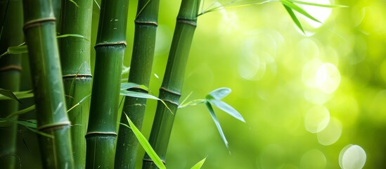 Fototapeta na wymiar Green Bamboo SP Item: A Must-Have Green Bamboo SP Item - Get This Green Bamboo SP Item Now