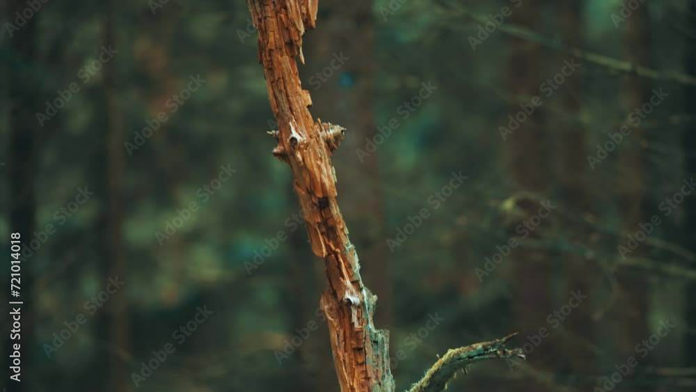 Poster a broken decaying tree stump in the dark forest. parallax video. bokeh background.