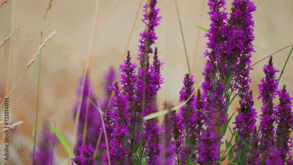 Poster bees flock around the fragrant blooming purple flowers. parallax video. bokeh background.