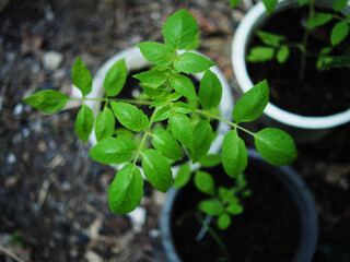tomato plants in pot and growing up in house garden