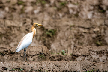 cattle egret