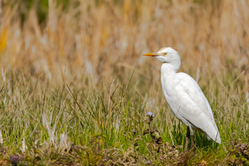 cattle egret