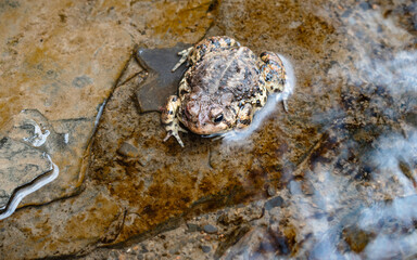 American Toad (Anaxyrus americanus) in Creek