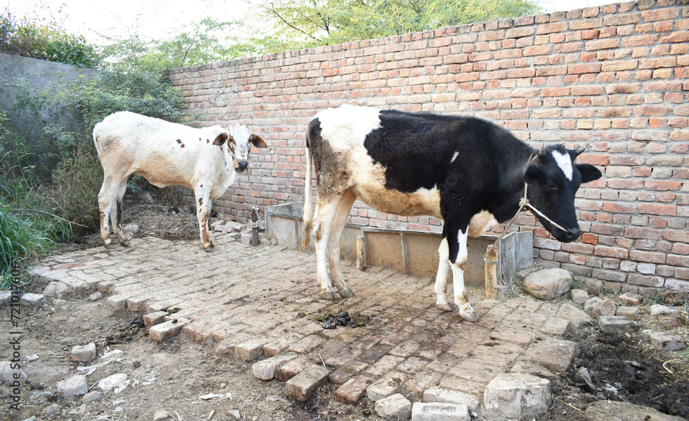 Wall mural village home beautiful cow standing, cow standing in village home, milk farm. home animal. cattle, c