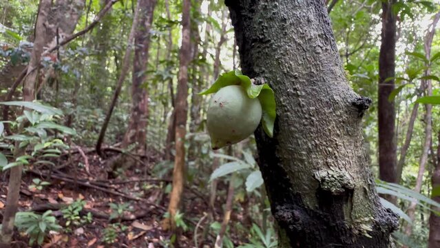 Madagascar ebony tree fruit in Masoala National Park. Madagascar.