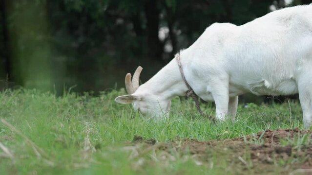 Low Shot with Grass in Foreground of White Goat Eating Grass on Farm