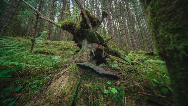 Moss-covered forest floor and decaying tree trunks in the enchanted forest. Slow motion forward.