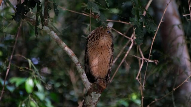 Facing to the back then suddenly turns towards the camera, Buffy Fish Owl Ketupa ketupu, Thailand