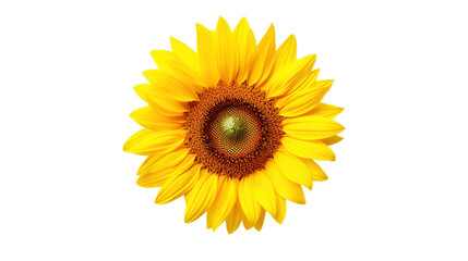 Naklejka premium Sunflower isolated on transparent background, Generative ai.