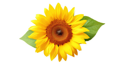 Sunflower isolated on transparent background, Generative ai.
