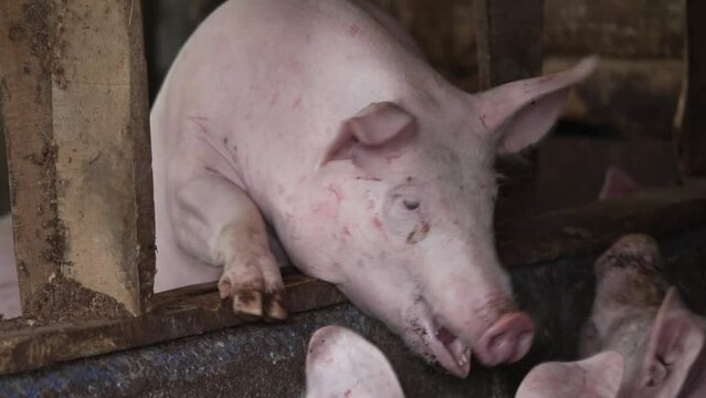 Playful Captive Pigs Playing in Pig Sty