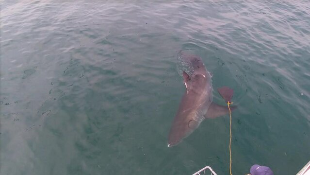 Amazing great white shark (Carcharodon carcharias) approaching a boat attracted by bait offered by a sailor during a shark cage diving in Gansbaai