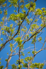 Fototapeta premium the top of a tree with leaves against a blue sky