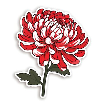 a red and white chrysanthus flower with leaves