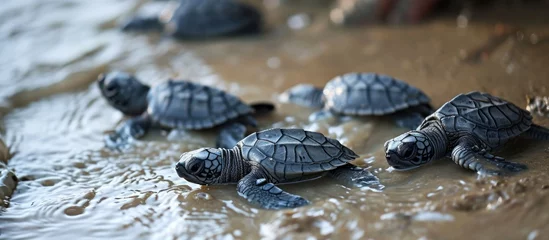 Poster Loggerhead baby sea turtles hatching at a turtle farm in Sri Lanka's Hikkaduwa, boosting Sri Lankan tourism. © 2rogan