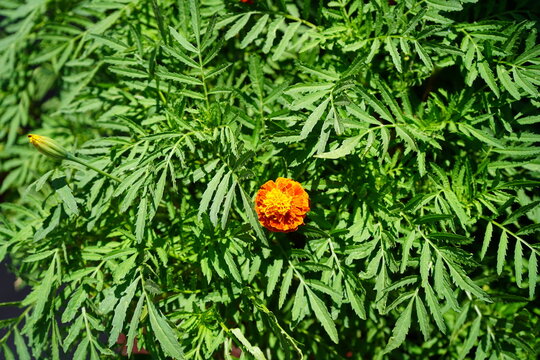Vibrant Aztec marigold(Tagetes erecta) flower blooms amidst lush green foliage