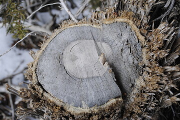 Rings in cut cross-section of juniper tree with shaggy bark close up macro. Tree cookie, stump.