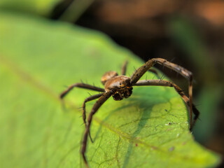 a spider (Argiope appensa) in its nest
