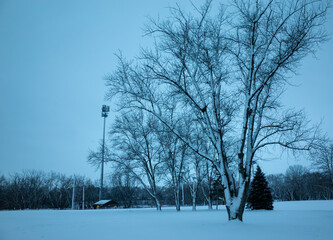 a snowy field with some trees and snow on the ground