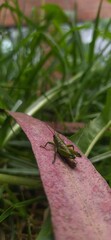 Fototapeta premium grasshopper sitting on top of a leaf with a red background