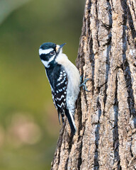 Downy Woodpecker perched on the side of a tree trunk