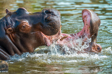 Closeup shot of two playful hippos frolicking in the water