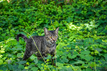 Naklejka na ściany i meble Tabby cat standing in lush green foliage and grass on the ground