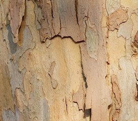 Close-up of light brown birch bark. Tree bark texture background.