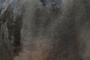 close up of cow fur. animal skin texture, cow skin texture background, cow leather with fur...