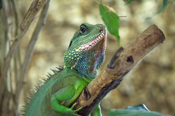 Lizard Portrait