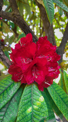 Red rhododendron flower with green leaves and branches in the background.