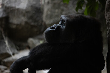Tokyo, Japan, 31 October 2023: Silhouette of a gorilla in a contemplative pose at Ueno Zoo.