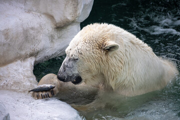 Tokyo, Japan, 31 October 2023: Polar bear playing in water at Ueno Zoo.