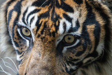 Tokyo, Japan, 31 October 2023: Close-up of a tiger's eyes at Ueno Zoo.