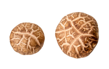Top view of fresh and dry shiitake mushroom in set isolated  on white background with clipping path
