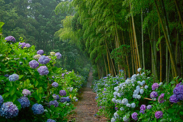 雨の霞む早朝の紫陽花寺（山形県の出塩文殊堂）